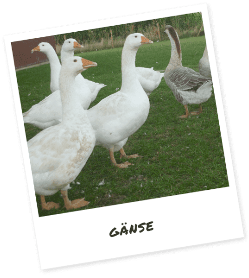 Einige unserer Gänse